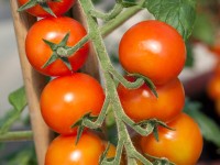 Rajčiak na stonke priemer kvetináča cca 9 cm Solanum