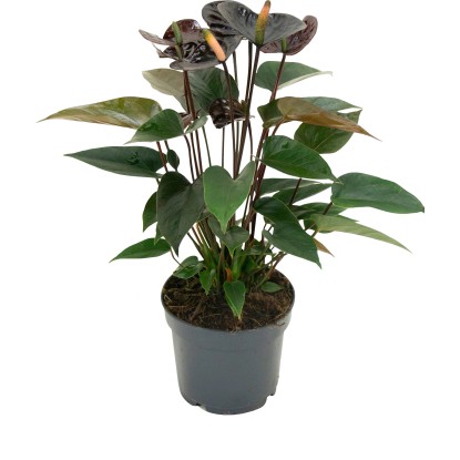 Antúrium "Black" výška cca 35 - 45 cm priemer kvetináča cca 12 cm Anthurium