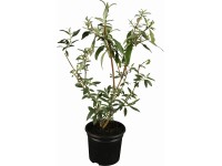GROW by OBI Budleja Davidova (Buddleja davidii) 