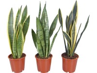 Svokrin jazyk rôzne druhy priemer kvetináča cca 14 cm Sansevieria trifasciata