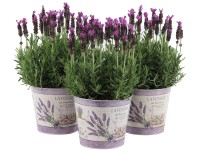 GROW by OBI Levanduľa smilovitá (Lavandula stoechas) 