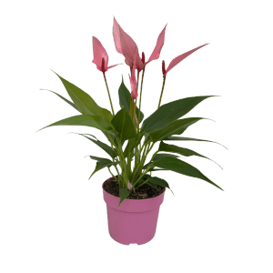 Izbová rastlina Antúria Lilli Rosa v ružovom kvetináči, priemer kvetináča cca 10,5 cm.