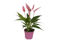 Túlitka Andréova (Anthurium andreanum) 