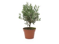 GROW by OBI Olivovník (Olea europaea) ker, kv. cca 15 l