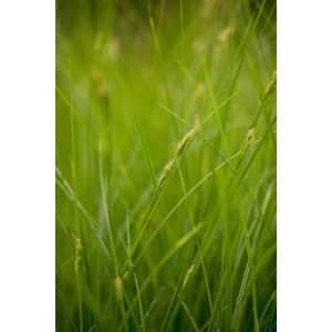 Detailný záber na ostricu Carex brunnea s žlto-zelenými listami a hnedými kvetmi.