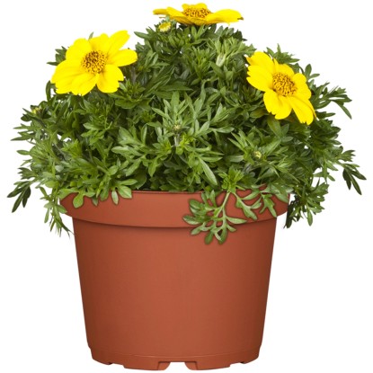 Dvojzub "Tweety" žltý plný priemer kvetináča 13 cm Bidens