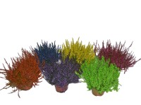 Vres obyčajný priemer kvetináča cca 11 cm