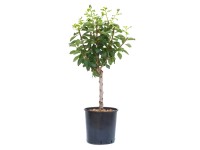 GROW by OBI Slivka slivka (Prunus domestica) 