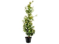 GROW by OBI Jazmínovník vonný (Trachelospermum jasminoides) 25-30 cm, pr. 14 cm