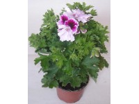 Pelargonie grandiflora - drobnokvětá