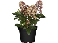 OBI Skimia japonská ružovo-biela, výška cca 10 - 20 cm