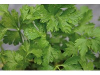 Petržlen záhradný 
