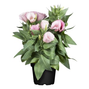 Brušný kvet (Eustoma grandiflorum) v kvetináči, ružové kvety a zelené listy.