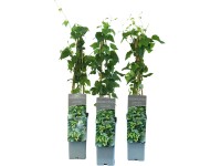 Chmeľ otáčavý (Humulus lupulus) 