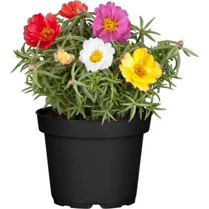 Portulaka veľkokvetá (Portulaca grandiflora), pr. kv. cca 13 cm