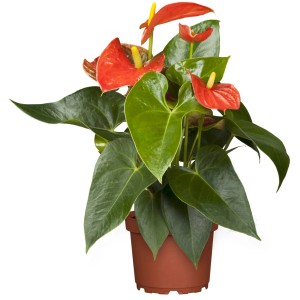 Oranžová antúria v kvetináči, cca 12 cm. Antúria s oranžovými kvetmi a zelenými listami.