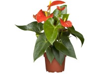 Antúrium Andreanovo priemer kvetináča cca 12 cm oranžové