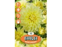 Dálie 