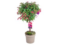 Fuchsia (Fuchsia hybrida) kmienok, výška cca 80 cm, pr. kv. 17 cm