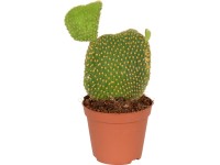 Figový kaktus mix priemer kvetináča cca 8,5 cm