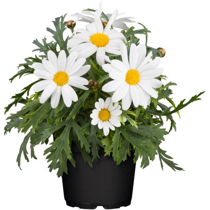 OBI Chryzantémovka kríčkovitá priemer kvetináča 11 cm Argyranthemum