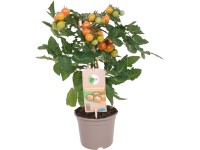 GROW by OBI Rajčina jedlá cherry (Solanum lycopersicum) Pick&Joy oranž., pr.14cm