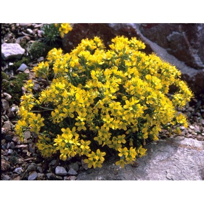 Chudôbka drsnoplodá (Draba) priemer črepníka cca 9 cm x 9 cm