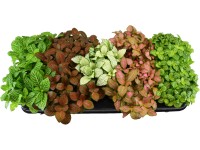 GROW by OBI Fitónia 