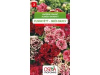 Semienka Klinček bradatý plnokvetý (Dianthus barbatus)