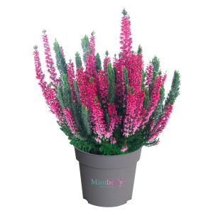Vres 'Mint Berry' v kvetináči, cca 13 cm Ø. Mrazuvzdorná Calluna vulgaris s ružovými kvetmi.