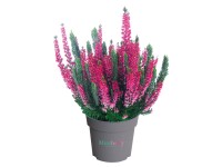 Q-Flower Vres obyčajný (Calluna vulgaris) 