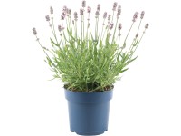 GROW by OBI Levanduľa lekárska (L. angustifolia) 