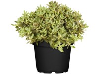 OBI Rododendron (Rhododendron impeditum) 