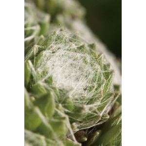 Detailný záber na zelený OBI pavučinový rozchodník (Sempervivum) s bielym pavučinovým vzorom.
