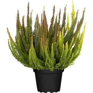 Vres Skyline v kvetináči, Calluna vulgaris, vždyzelená, mrazuvzdorná rastlina so zelenými a hnedými výhonkami.