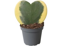 Voskovka výška 10-15 cm, pr. kvetináča Hoya cca 6 cm