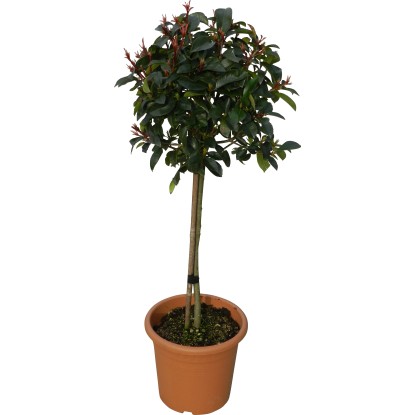 OBI Photinia "Red Robin" výška cca 65 cm kvetináč cca 9 l Photinia