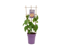 Mučenka jedlá (Passiflora edulis) alebo aj marakuja výška 90-110 cm, 7,5 l