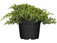 OBI Borievka poliehavá (Juniperus) 