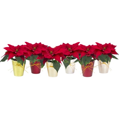 Malá vianočná ruža červená v keramickej nádobe priemer kvetináča cca 6 cm