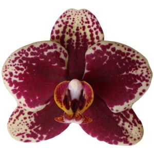 Detailný záber orchidey GROW by OBI Spain s červeno-bielymi škvrnitými kvetmi.