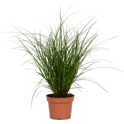 OBI Ostrica väčšia (Carex brunnea) pr. cca 12 cm
