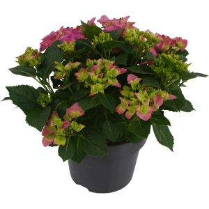 Ružová hortenzia (Hydrangea Macrophylla) v kvetináči, výška cca 45 cm.