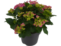 Royal Lemkes Hortenzia veľkolistá (Hydrangea macrophylla) ružová, cca 45 cm, 5 l