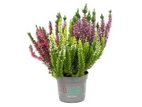 Landgard Vres obyčajný (Calluna vulgaris) 