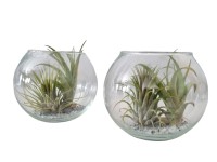 Vzduchovka (Tillandsia Ionantha) aranžmán v skle, pr. kvetináče 12 cm