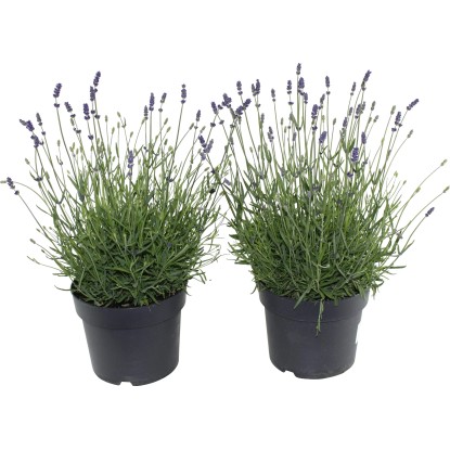 OBI Levanduľa úzkolistá semenáčik priemer kvetináča cca 13 cm Lavandula angustif