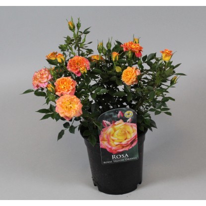 Ruža záhonová oranžovožltá "Patio Hit" výška cca 45-55 cm