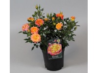 Ruža záhonová oranžovožltá 