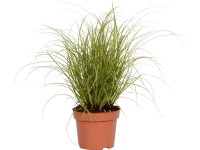 OBI Ostrica väčšia (Carex brunnea) 